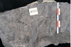 Foto (Detailansicht) von Flabellaria sublongirachis Ettingshausen (NHMW-GEO-2024-0188-10215)